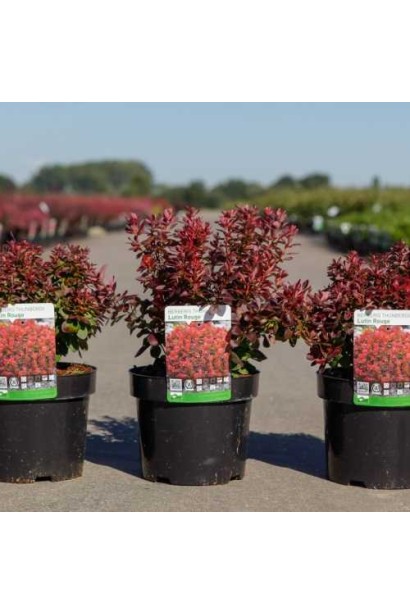 Барбариса тунберга Лютін Руж в контейнері